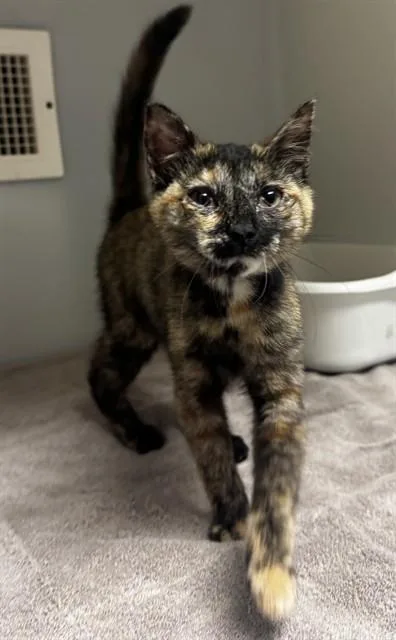 A baby small-sized female Domestic Short Hair cat named Millie for adoption in Statesville, NC