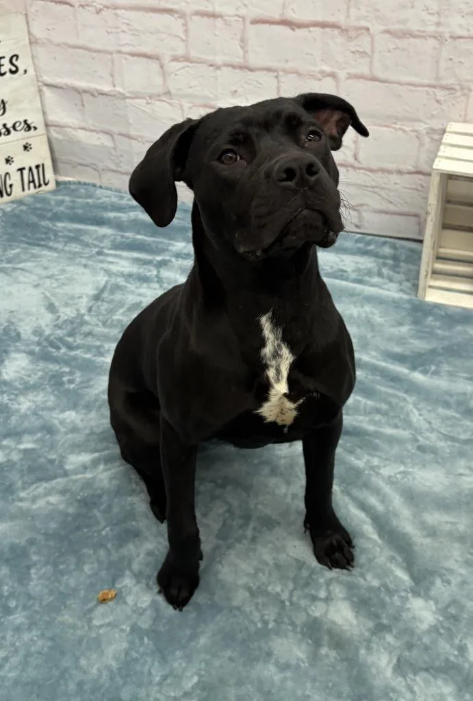 A young medium-sized female Mixed Breed dog named Yaya for adoption in Detroit, MI