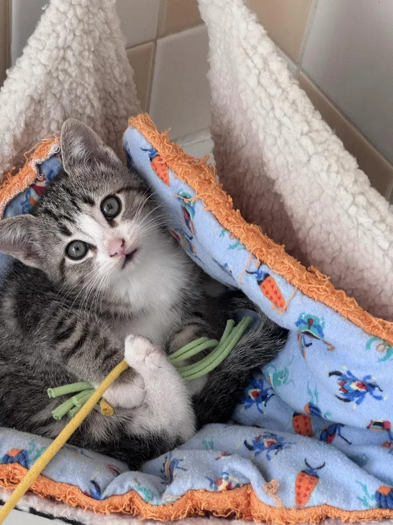 A baby medium-sized female Tabby (Gray / Blue / Silver) Domestic Short Hair cat named Mole and Pinto for adoption in Seattle, WA