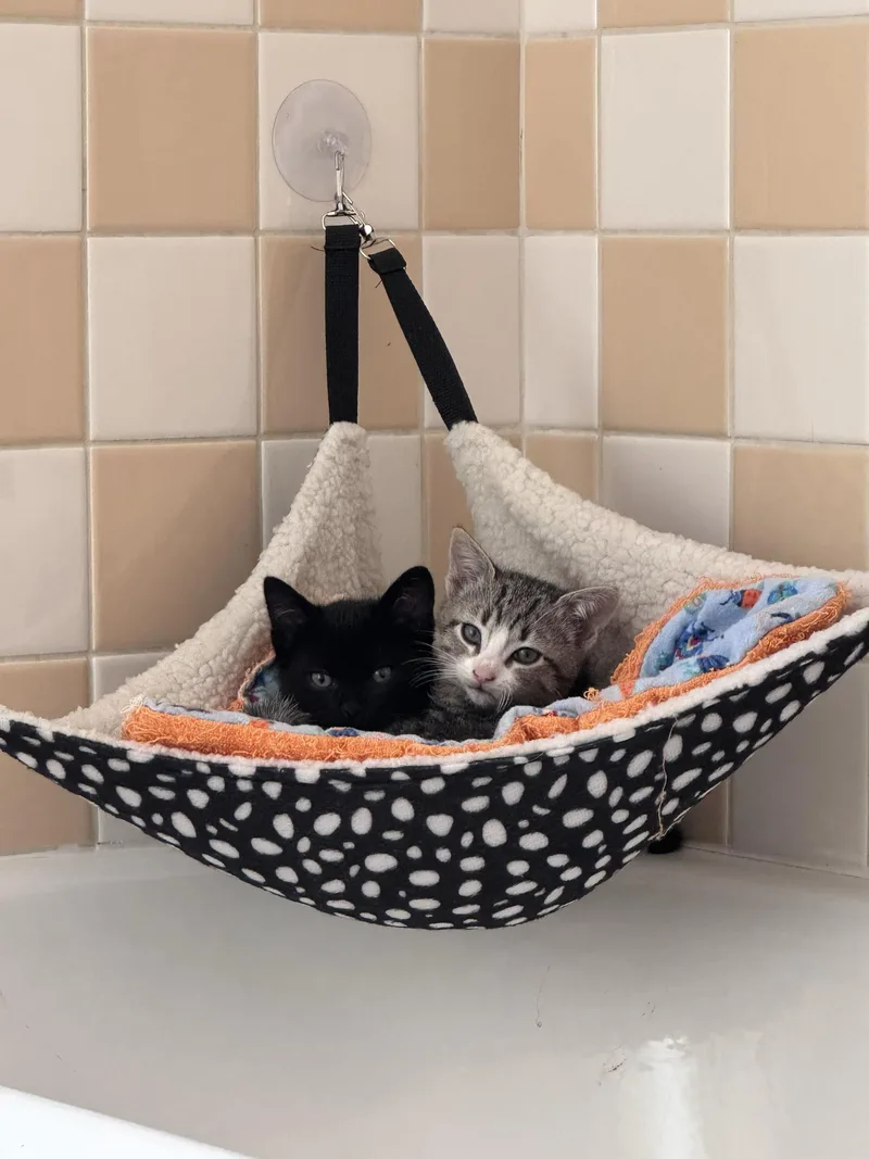 Mole and Pinto thumbnail 3