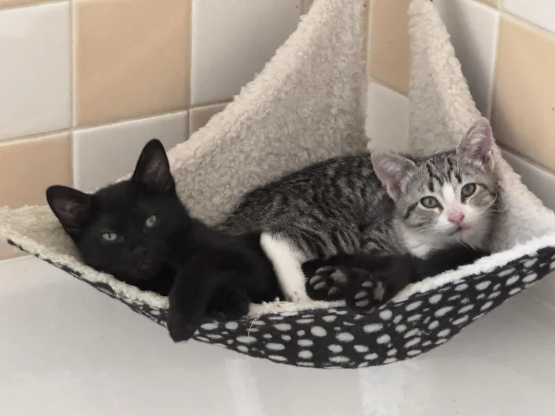 Mole and Pinto thumbnail 5