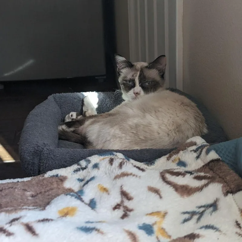 An adult small-sized female Domestic Medium Hair cat named Isla for adoption in Phoenix, AZ