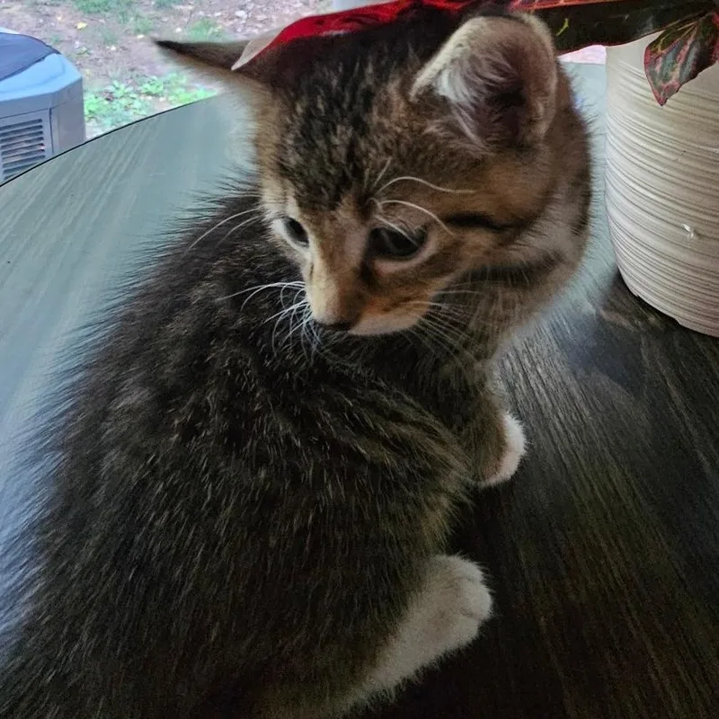 A baby medium-sized female Tabby (Brown / Chocolate) Domestic Short Hair cat named Truffle for adoption in Gastonia, NC