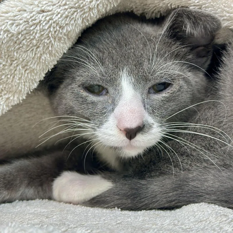 A baby small-sized male Gray / Blue / Silver Domestic Short Hair cat named Cat Damon for adoption in Matteson, IL