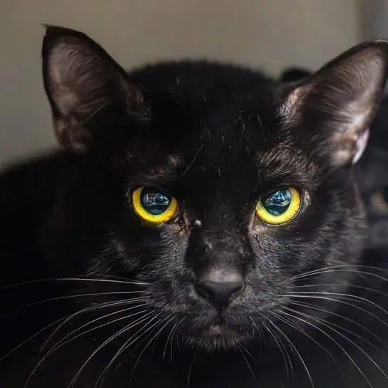 A young medium-sized male Black Domestic Short Hair cat named Phineas for adoption in Decatur, GA