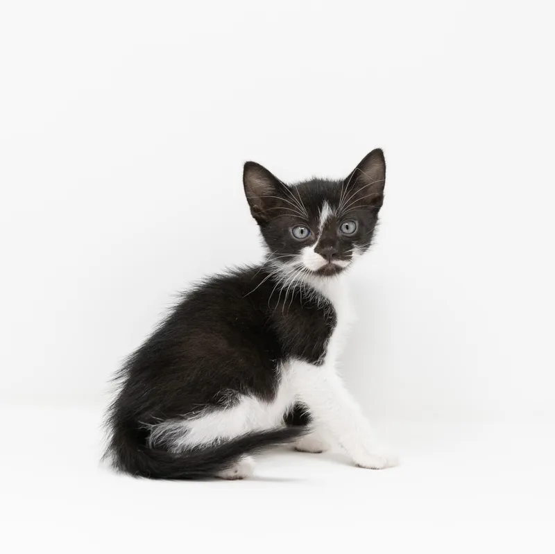 A baby medium-sized male Black & White / Tuxedo Tuxedo cat named Byron Nelson for adoption in Trophy Club, TX