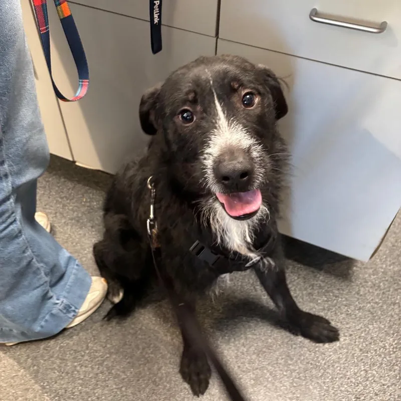 An adult medium-sized male Black Mixed Breed dog named Patrick for adoption in Allentown, PA
