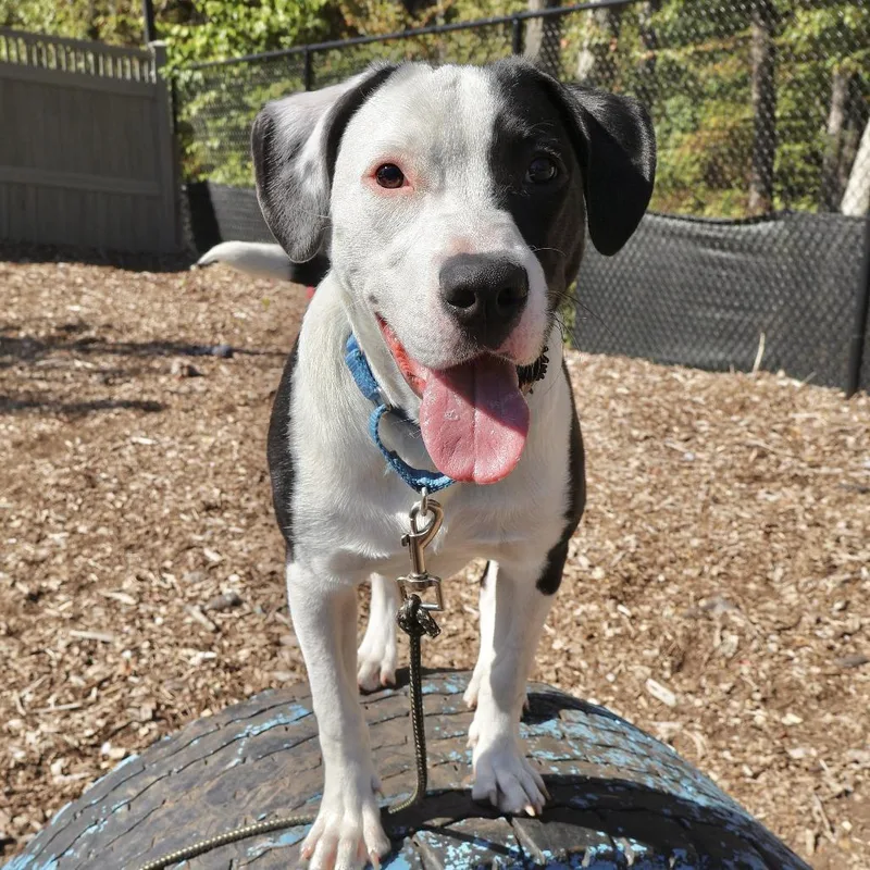 A young medium-sized male White / Cream Pit Bull Terrier dog named Dobson for adoption in Briarcliff Manor, NY