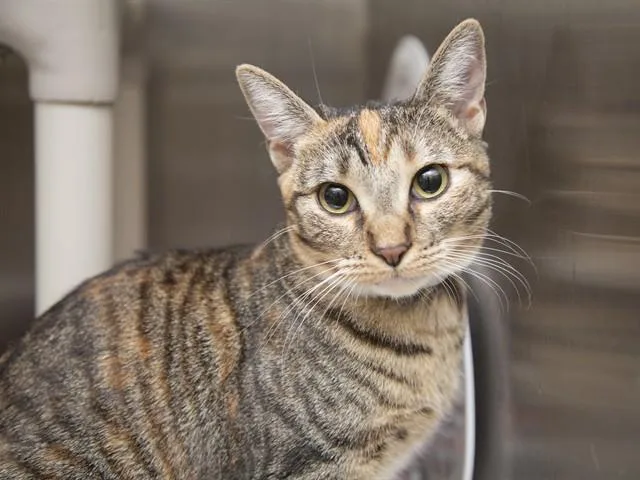 A young small-sized female Domestic Short Hair cat named Honey for adoption in Phoenix, AZ
