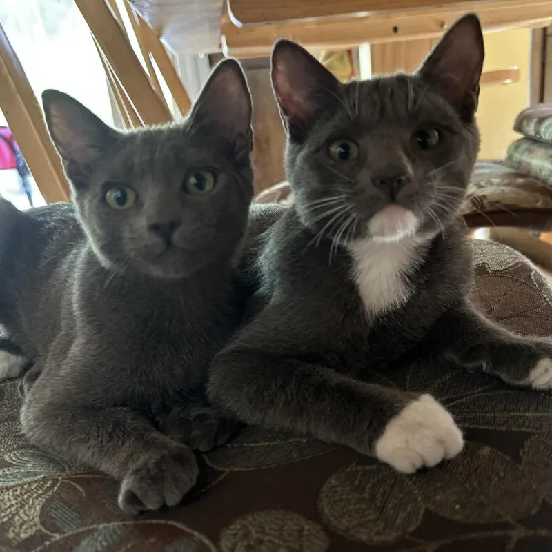 A baby small-sized female Gray / Blue / Silver Domestic Short Hair cat named Cannoli for adoption in Pleasant Hill, CA