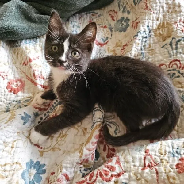 A baby small-sized male Domestic Short Hair cat named Panda for adoption in Bonsall, CA
