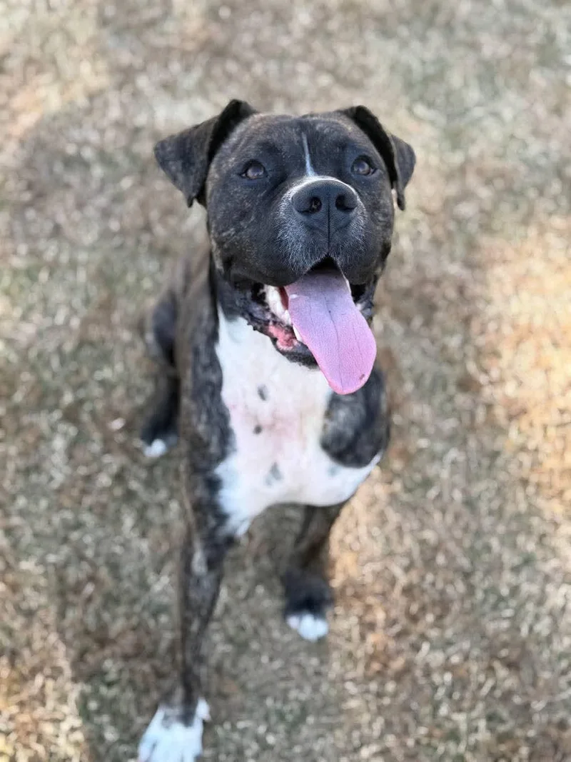 A young large-sized male Brindle Boxer dog named Ace for adoption in Macclesfield, NC