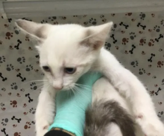 A baby small-sized female Domestic Short Hair cat named Pearleypearly for adoption in Riverside, CA