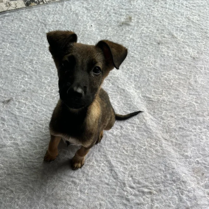 A baby medium-sized male German Shepherd Dog dog named Finn for adoption in Escondido, CA
