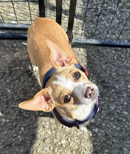 A young small-sized male Cardigan Welsh Corgi dog named Big Ed for adoption in Visalia, CA