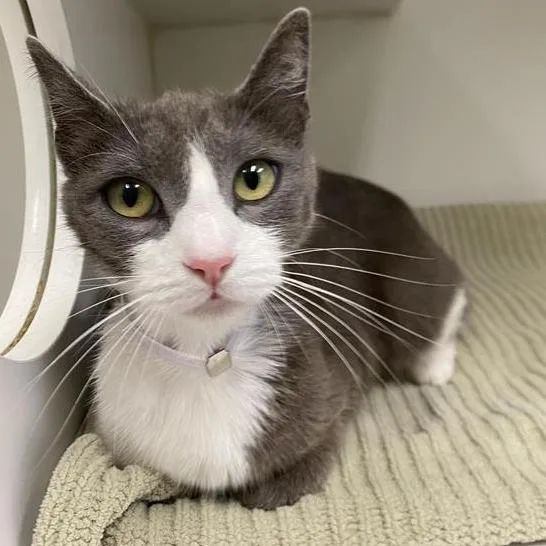 An adult medium-sized female White Domestic Short Hair cat named Moon for adoption in Long Beach, CA