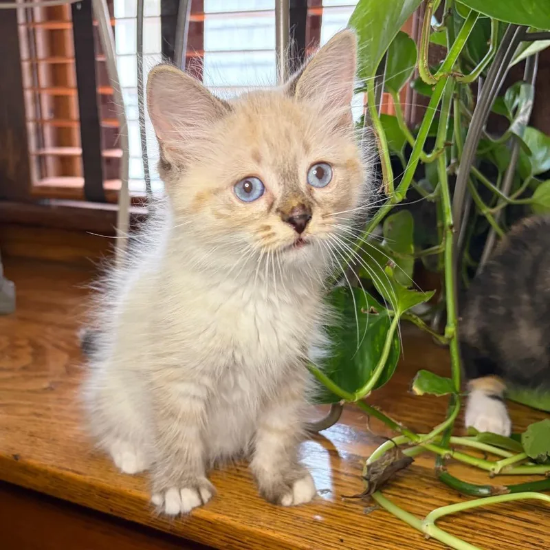 Snowball BurrPurr
