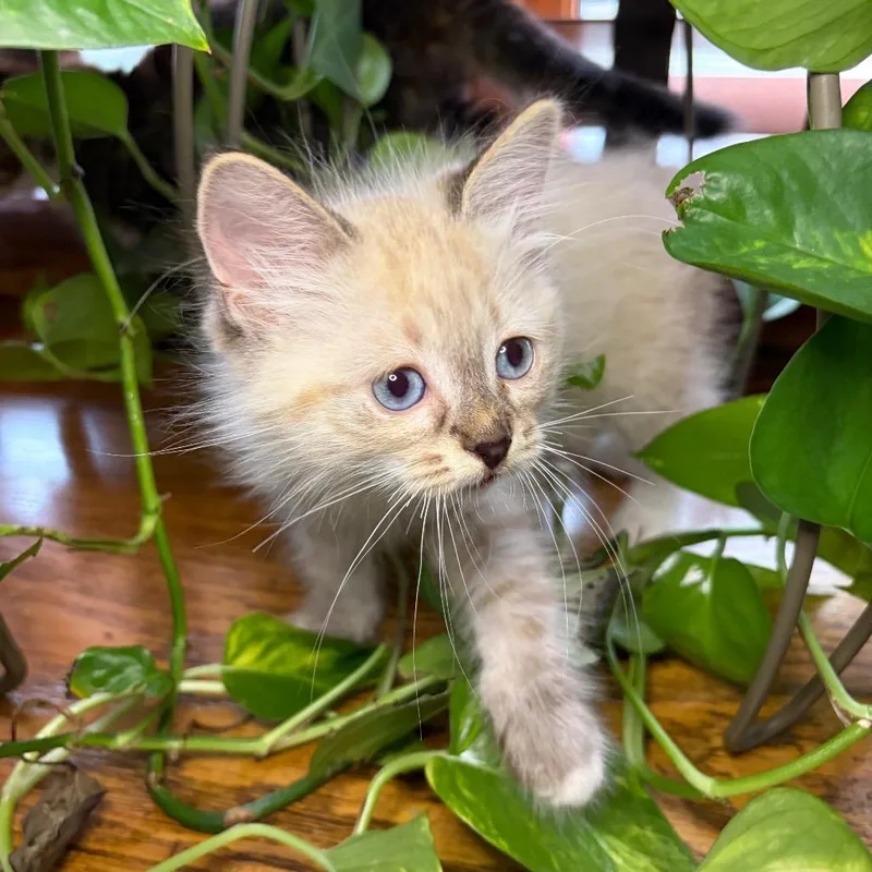 Snowball BurrPurr thumbnail 2