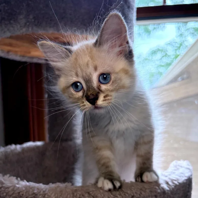 Snowball BurrPurr thumbnail 3
