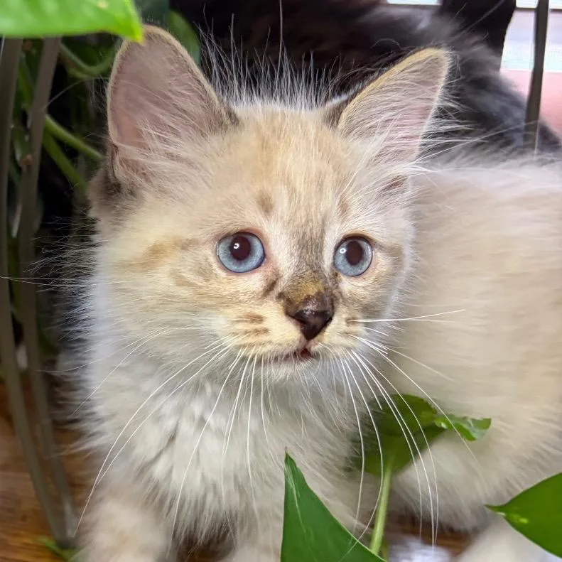 Snowball BurrPurr thumbnail 4