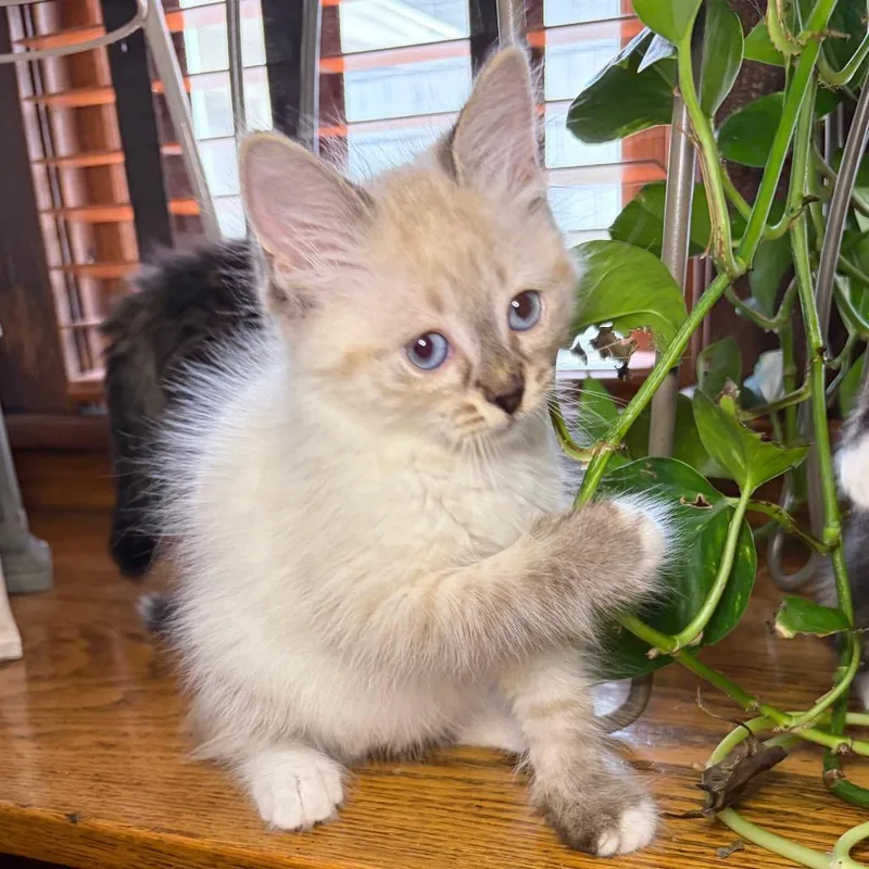 Snowball BurrPurr thumbnail 5