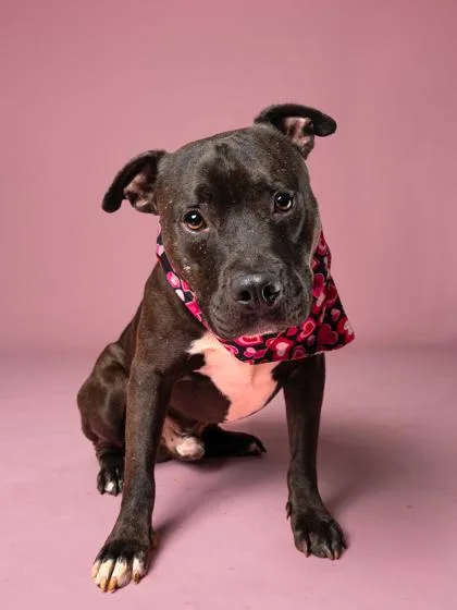 An adult medium-sized male Pit Bull Terrier dog named Stitch for adoption in Atlanta, GA