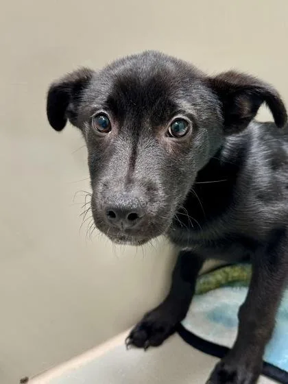 A baby large-sized male Black Mixed Breed dog named Jack Be Nimble for adoption in Wichita, KS
