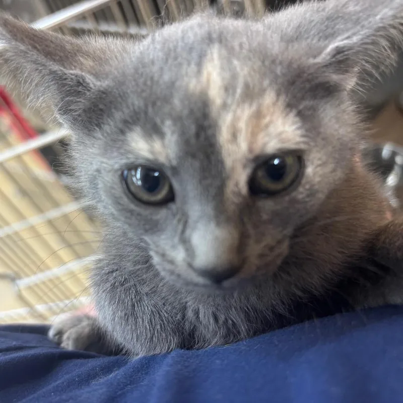 A baby small-sized female Calico Domestic Short Hair cat named Onion for adoption in Parrish, AL
