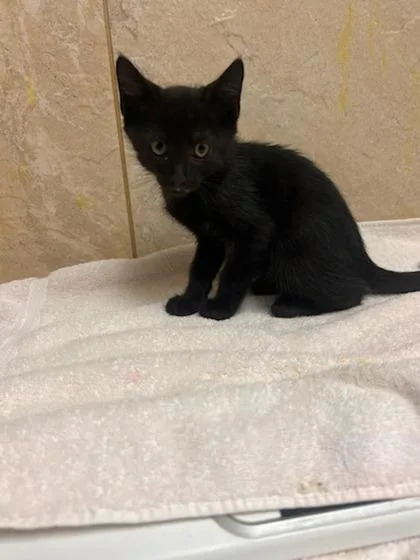 A baby small-sized male Domestic Short Hair cat named Bruno for adoption in Honolulu, HI