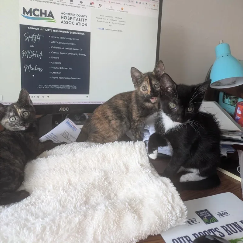 A baby small-sized female Tortoiseshell Domestic Short Hair cat named Compass for adoption in Pacific Grove, CA