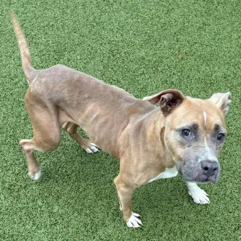 Sargent Sage thumbnail 2