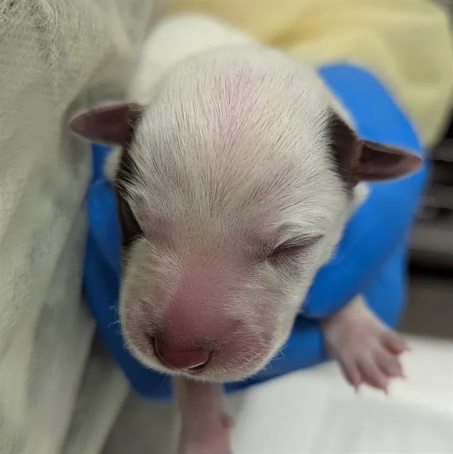 A baby small-sized female Australian Cattle Dog / Blue Heeler dog named Almond Butter for adoption in Las Vegas, NV