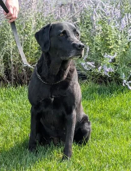An adult large-sized female Labrador Retriever dog named Ricky for adoption in Hastings, NE