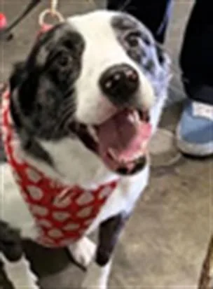 An adult medium-sized female Catahoula Leopard Dog dog named Abigail for adoption in Los Angeles, CA