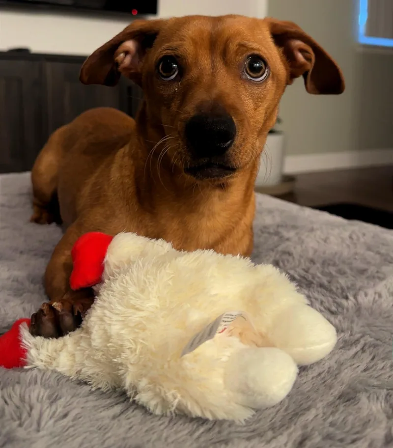 A young small-sized male Dachshund dog named Slinky for adoption in Troy, MI