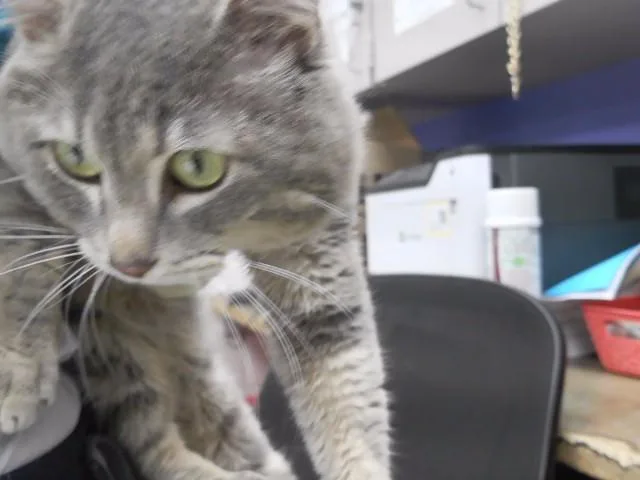 An adult medium-sized male Domestic Short Hair cat named Turtleheart for adoption in Omaha, NE
