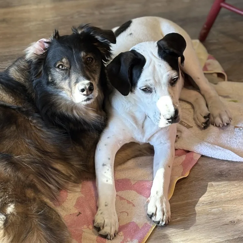 Tony  Fun And thumbnail 3