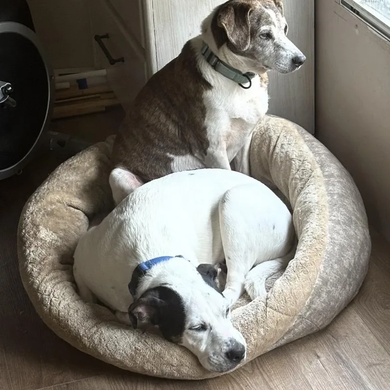 Tony  Fun And thumbnail 4