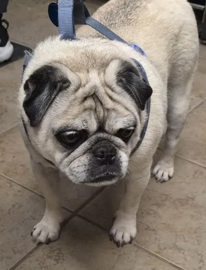 A senior small-sized male Mixed Breed dog named Frank for adoption in Covington, LA