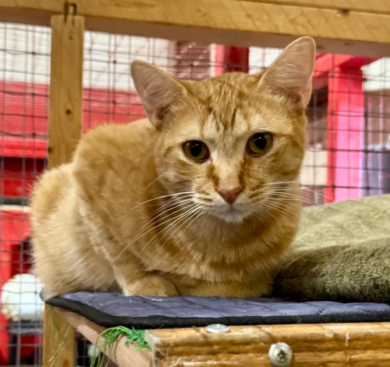 A young medium-sized male Domestic Short Hair cat named Wyatt for adoption in Centerville, GA