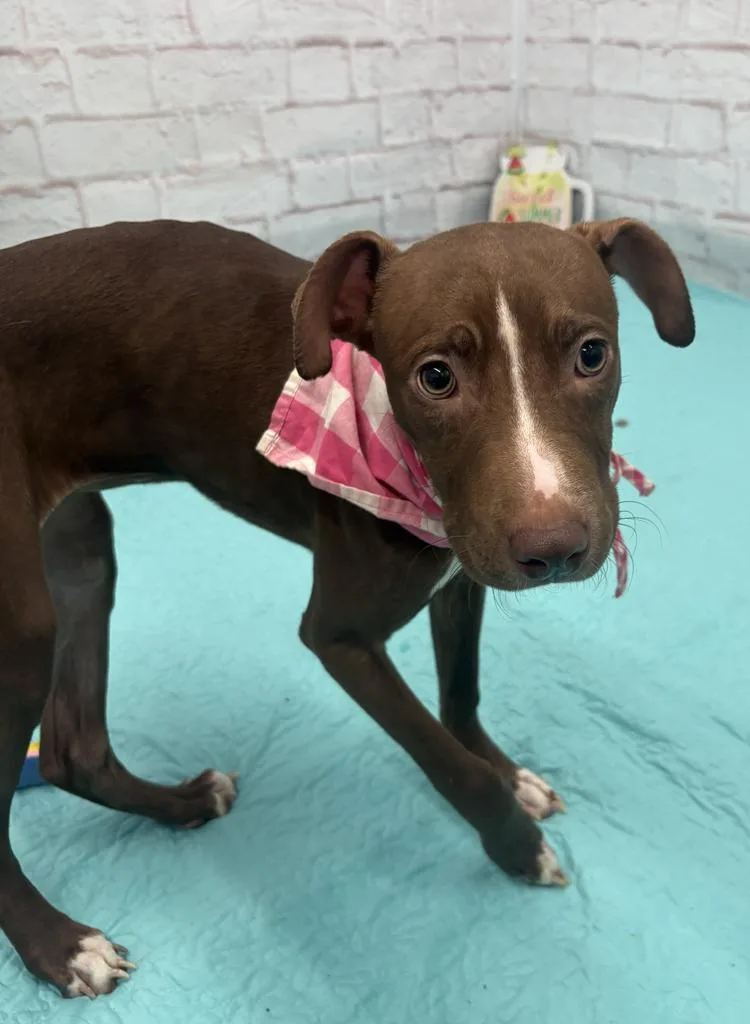 A baby medium-sized female Mixed Breed dog named Mocha for adoption in Detroit, MI