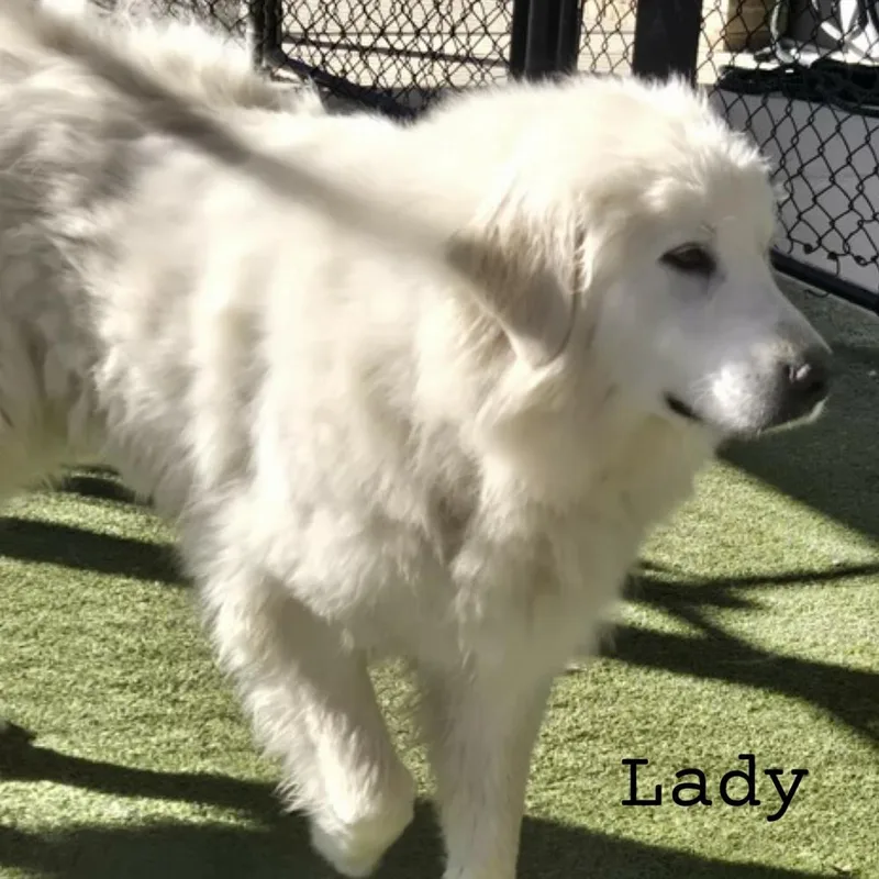 Lady  Spencer thumbnail 2