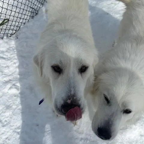 Lady  Spencer thumbnail 3