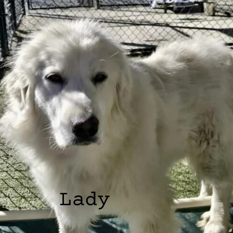 Lady  Spencer thumbnail 4