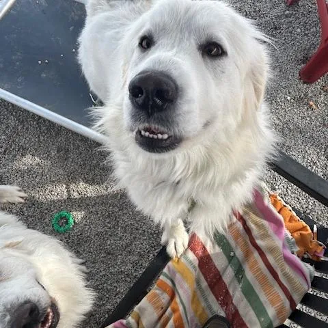 Lady  Spencer thumbnail 5