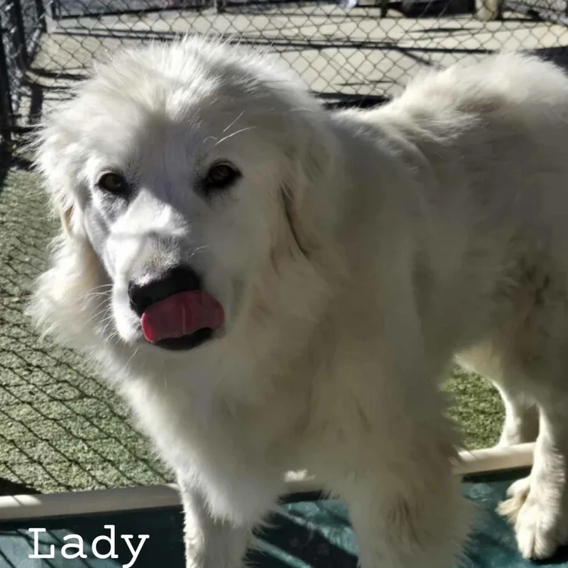 Lady  Spencer thumbnail 6