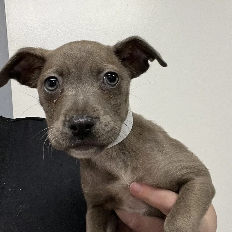 A young medium-sized female Gray / Blue / Silver Pit Bull Terrier dog named Garland for adoption in Birmingham, AL