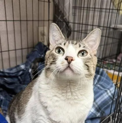 An adult medium-sized female Domestic Short Hair cat named Scarlett for adoption in Visalia, CA