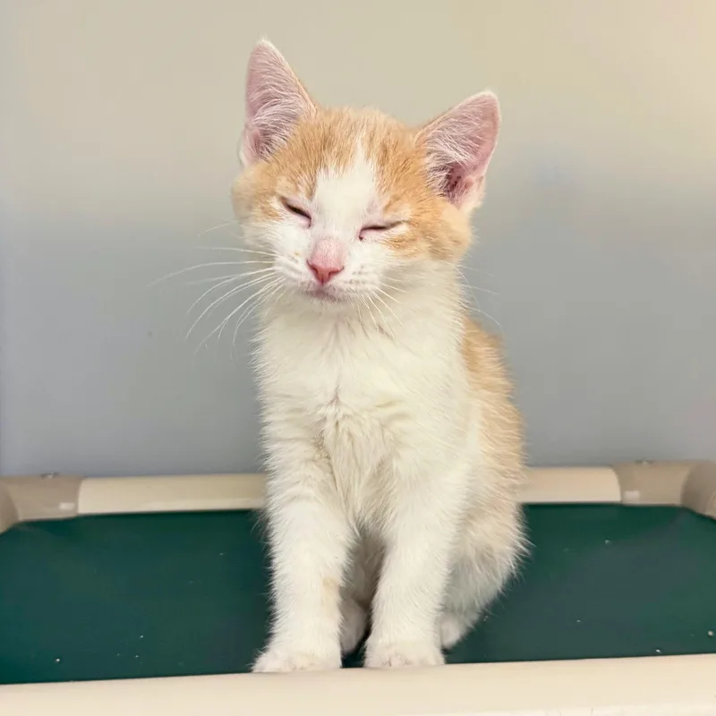 A baby medium-sized female Orange & White Domestic Short Hair cat named Flash for adoption in Ridgway, CO