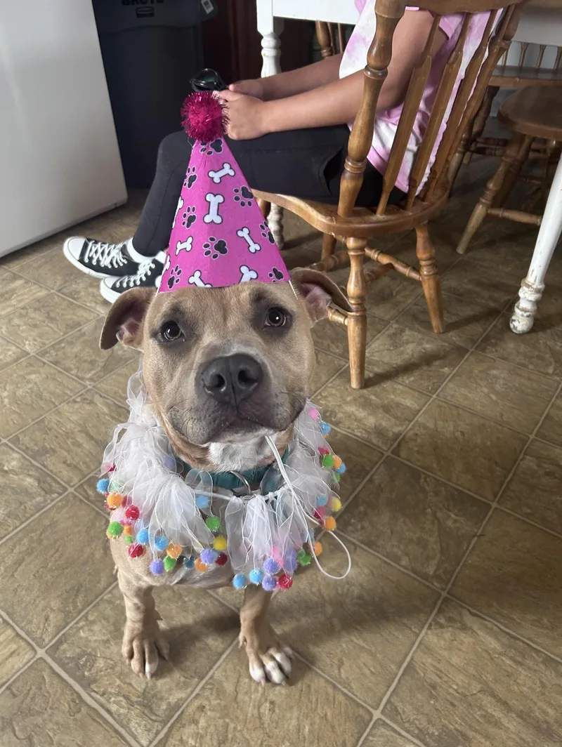 A young medium-sized female Staffordshire Bull Terrier dog named Brandy for adoption in Oxford, MI